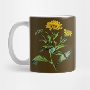 Calendula officinalis Botanical Art Vector Cut Out Mug